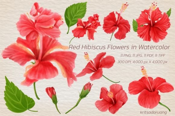 Download Watercolor Red Hibiscus Flowers - Premium Resources