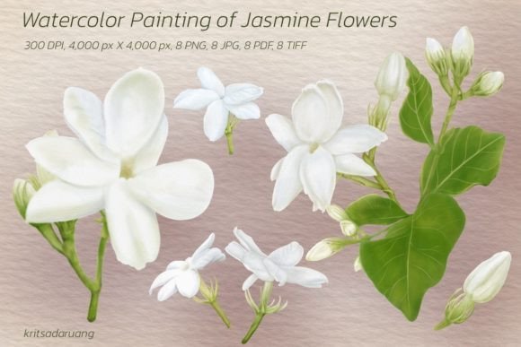 Download Jasmine Flowers - Premium Resources