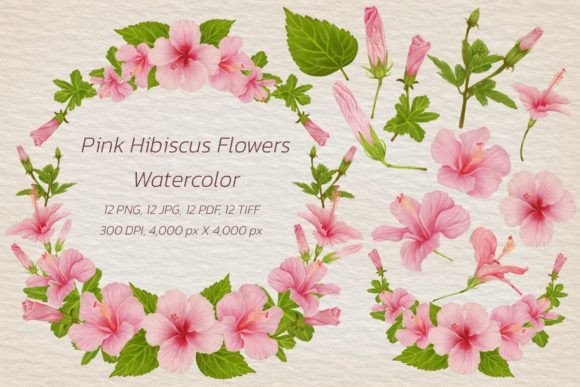 Download Watercolor Pink Hibiscus Flowers - Premium Bundle